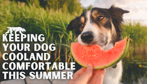 Keeping Your Dog Cool and Comfortable This Summer