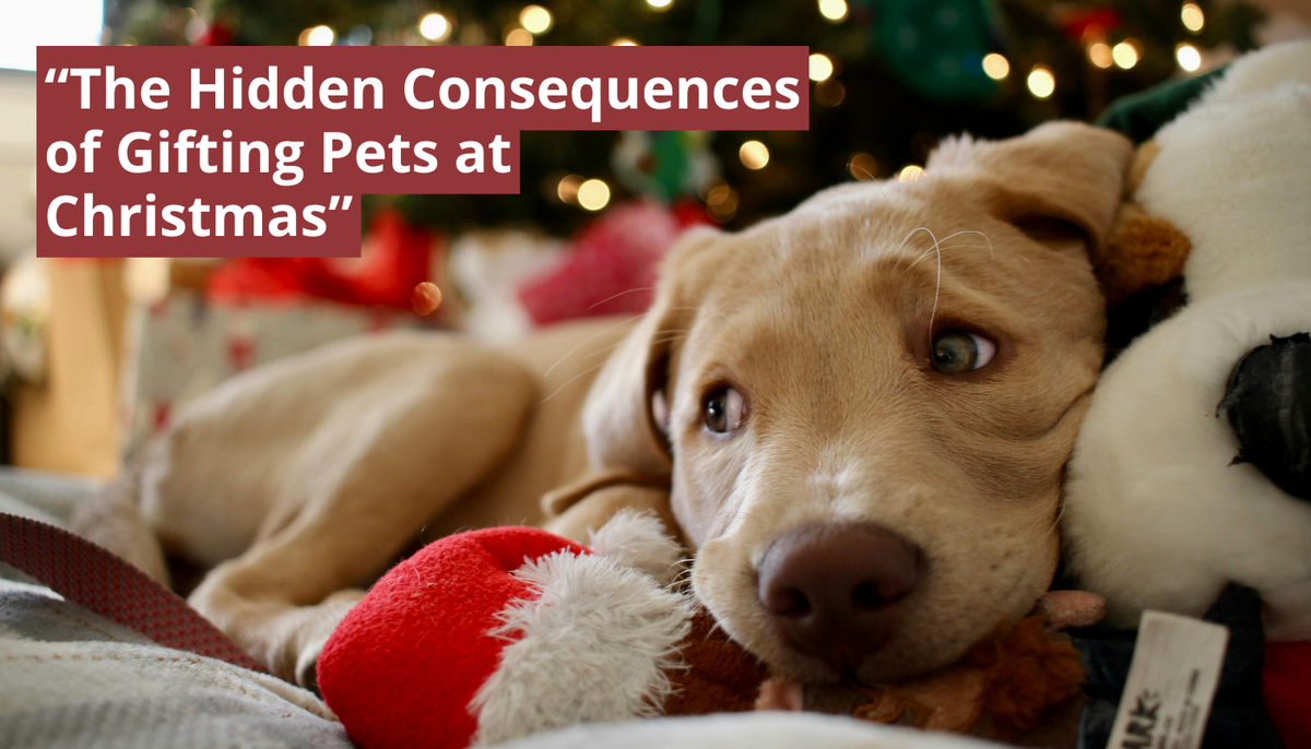 The Hidden Consequences of Gifting Pets at Christmas