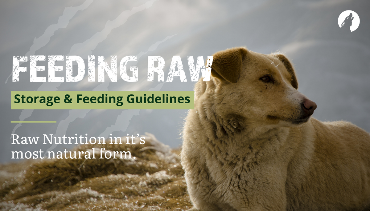 Feeding Raw Pet Food: Safe Storage & Feeding Guidelines