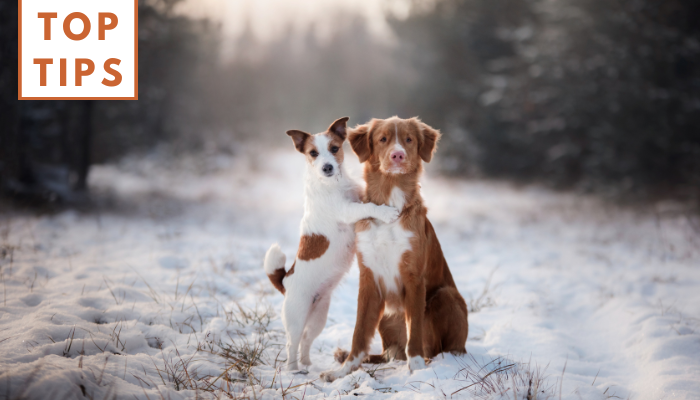 A Guide to Winter Dog Walks