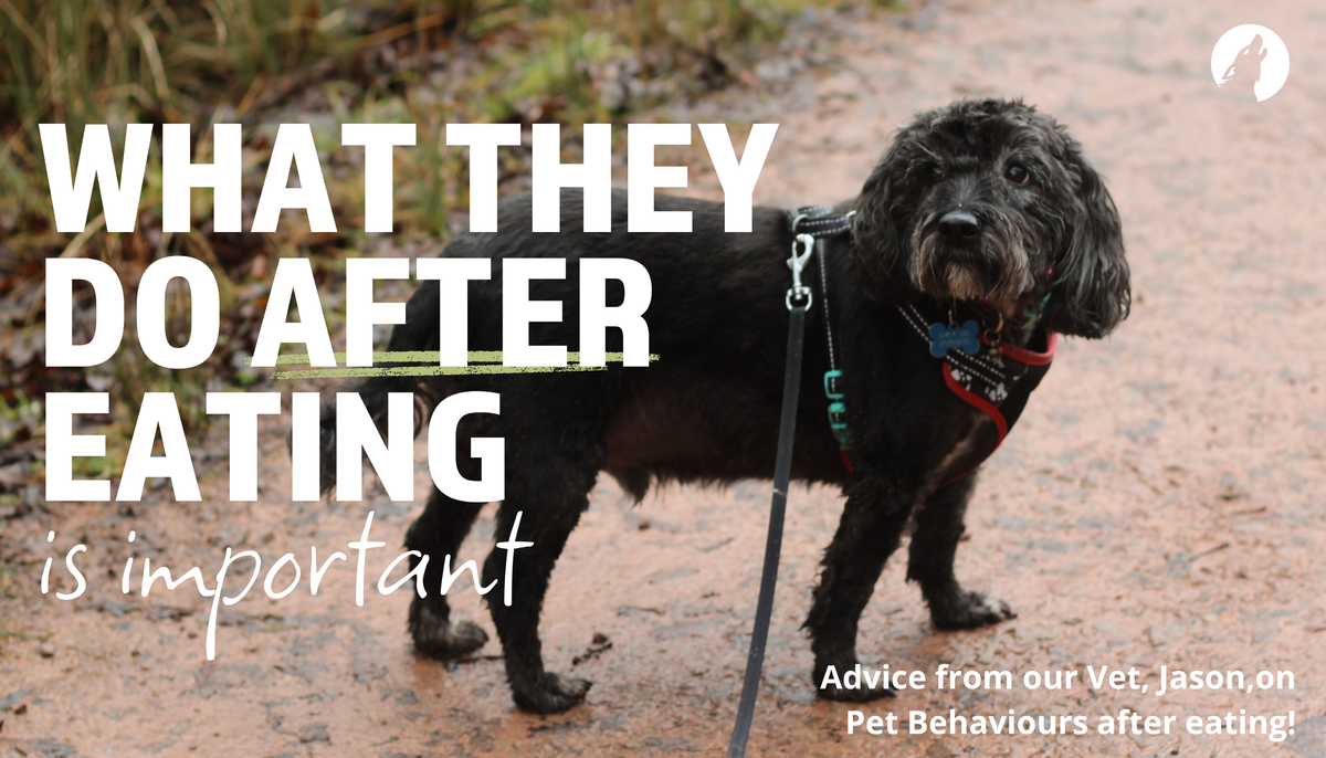 Advice from Our Vet: Five Everyday Signs Your Dog's Diet Is Working